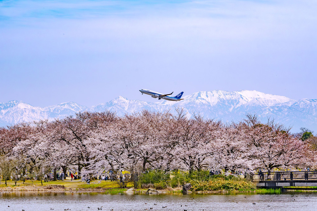 『富山の桜と山』ホタルイカ２号さん
