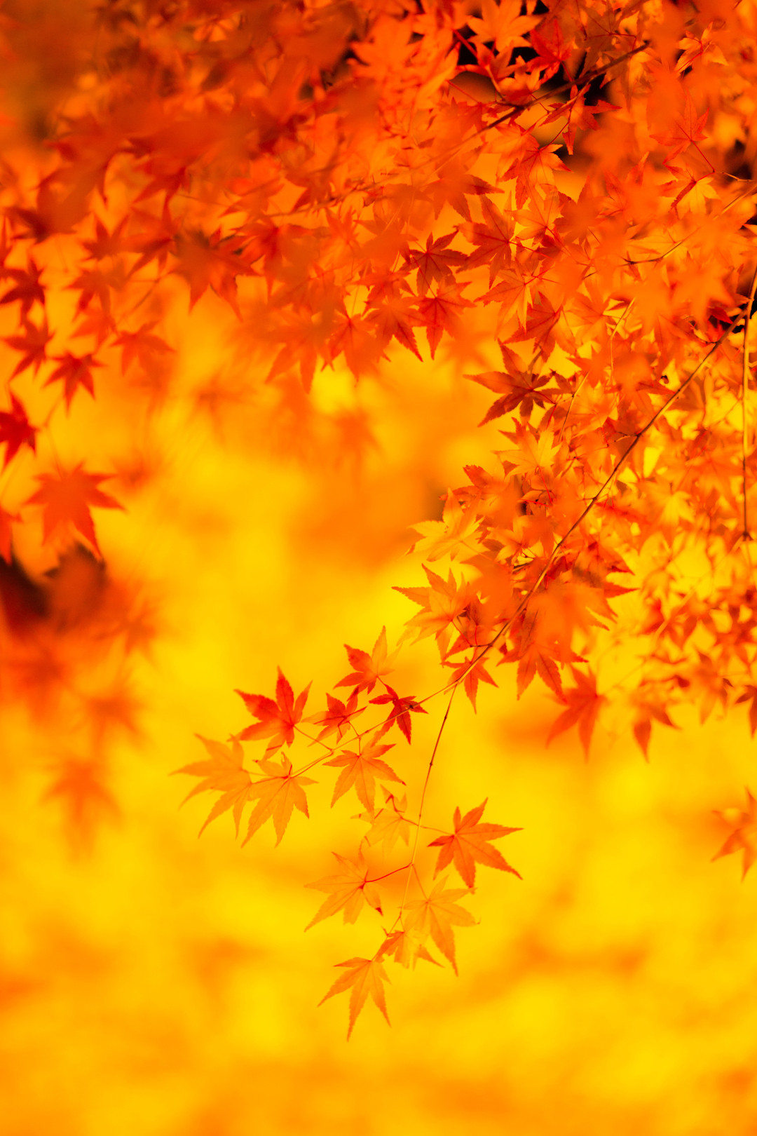秋季枫叶中间有洞 美丽的秋波 库存图片. 图片 包括有 心情, 槭树, 叶子, 中间, 自治权, 漏洞 - 184695381