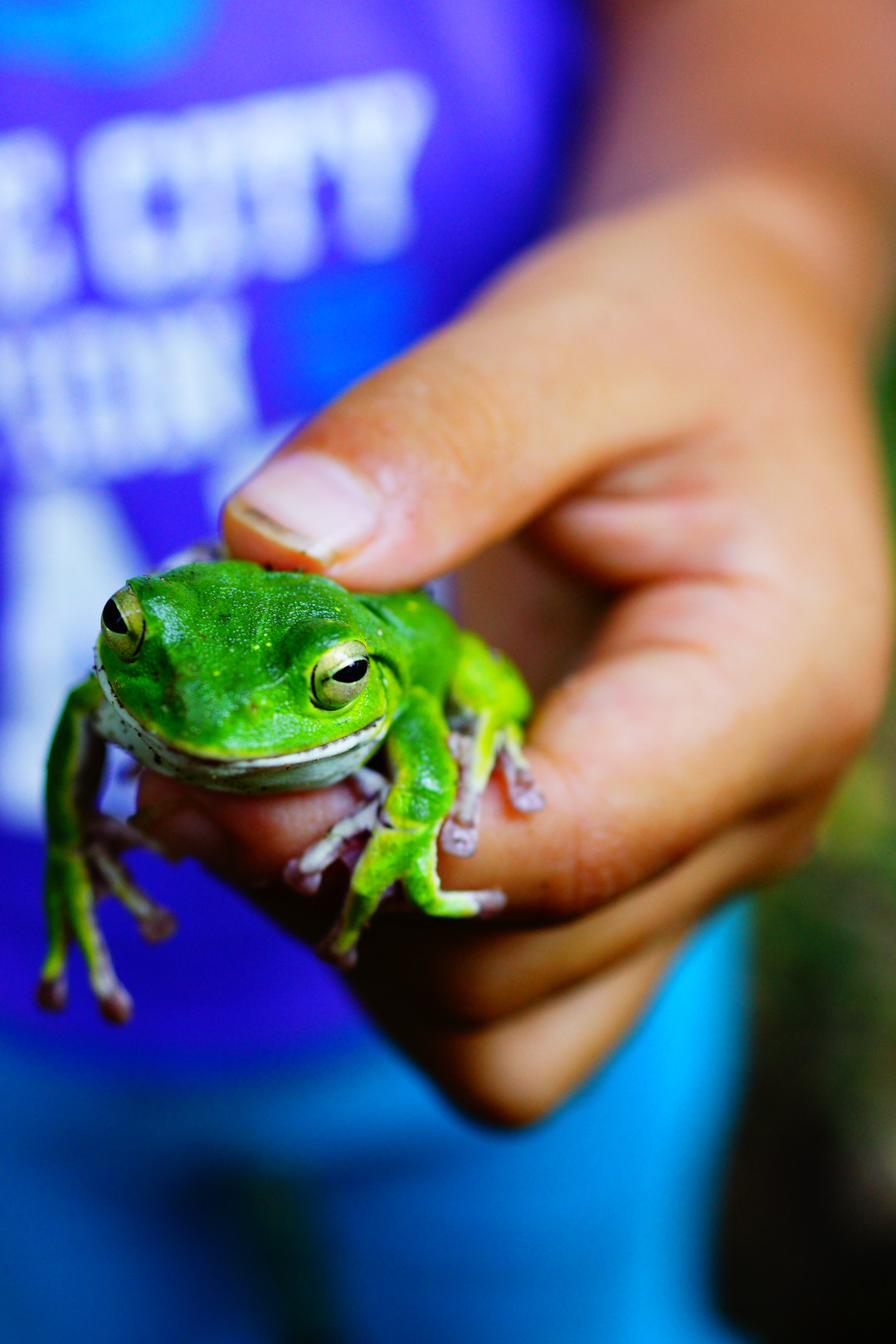 シュレーゲルアオガエル ルート10さん Acafe Aの写真投稿サイト ソニー