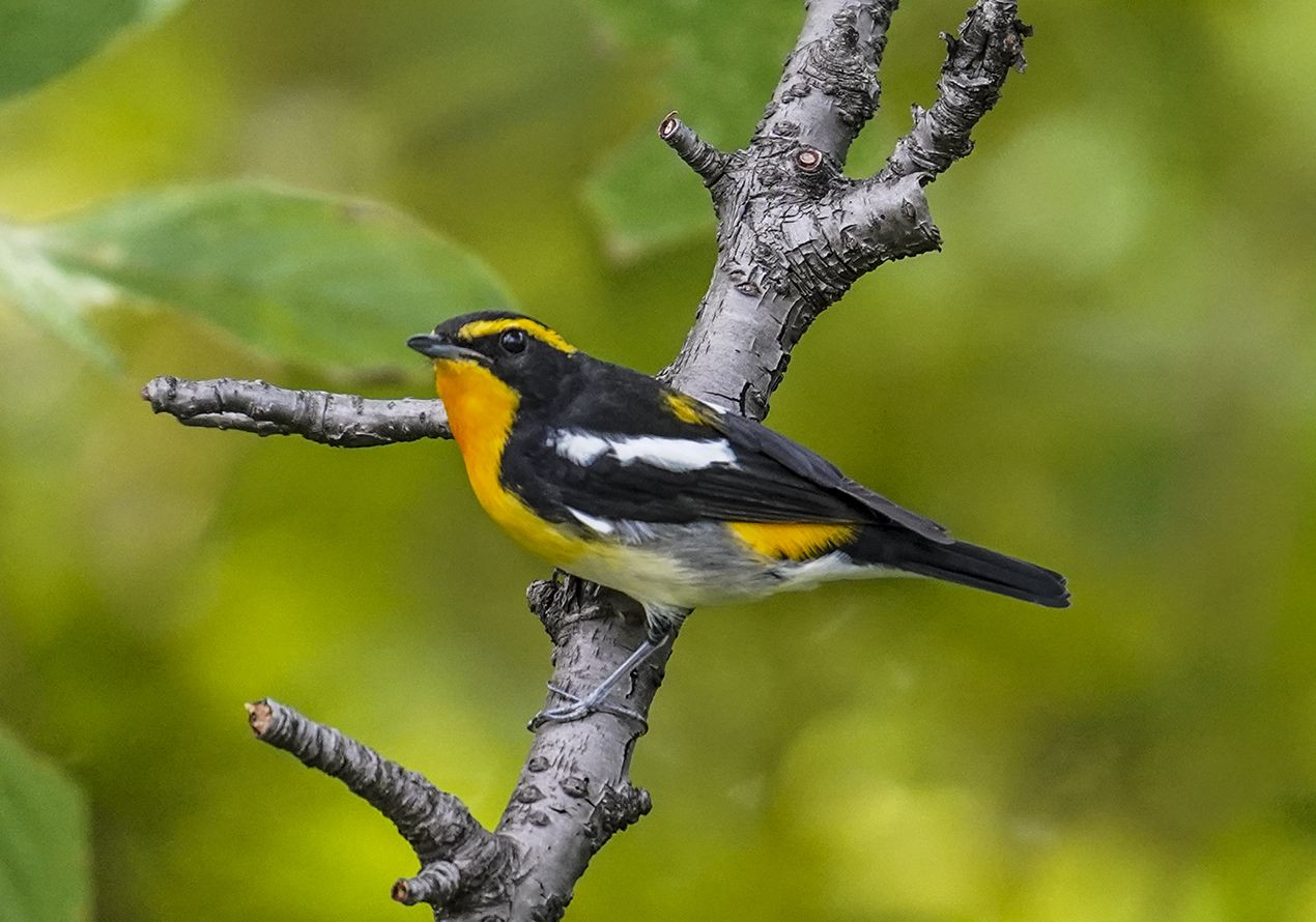 キビタキ オス Hiroezさん Acafe Aの写真投稿サイト ソニー