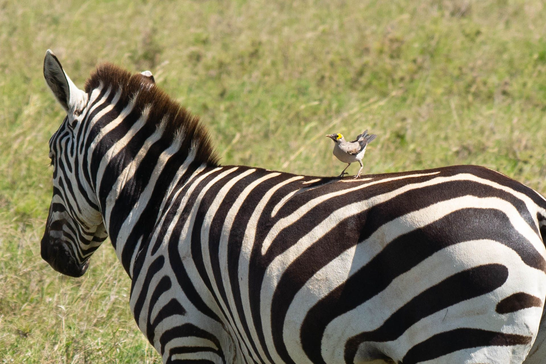 鳥とシマウマ物語 Eguさん Acafe Aの写真投稿サイト ソニー