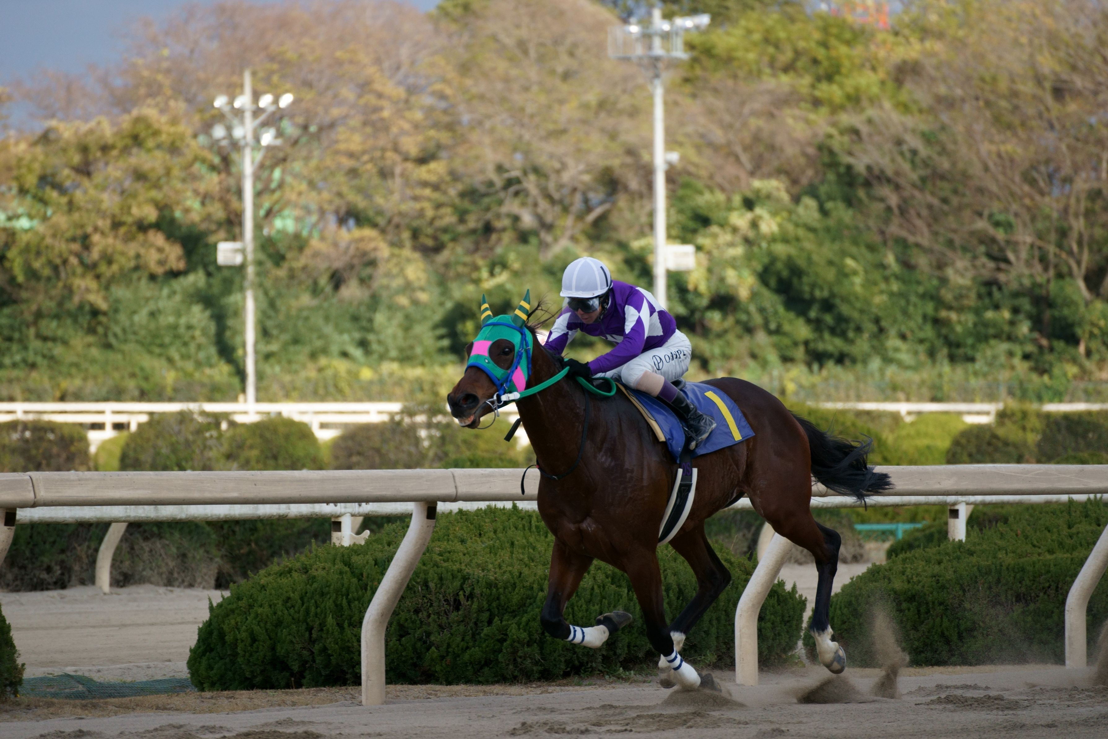 笑いながら走る馬 Duckさん Acafe Aの写真投稿サイト ソニー