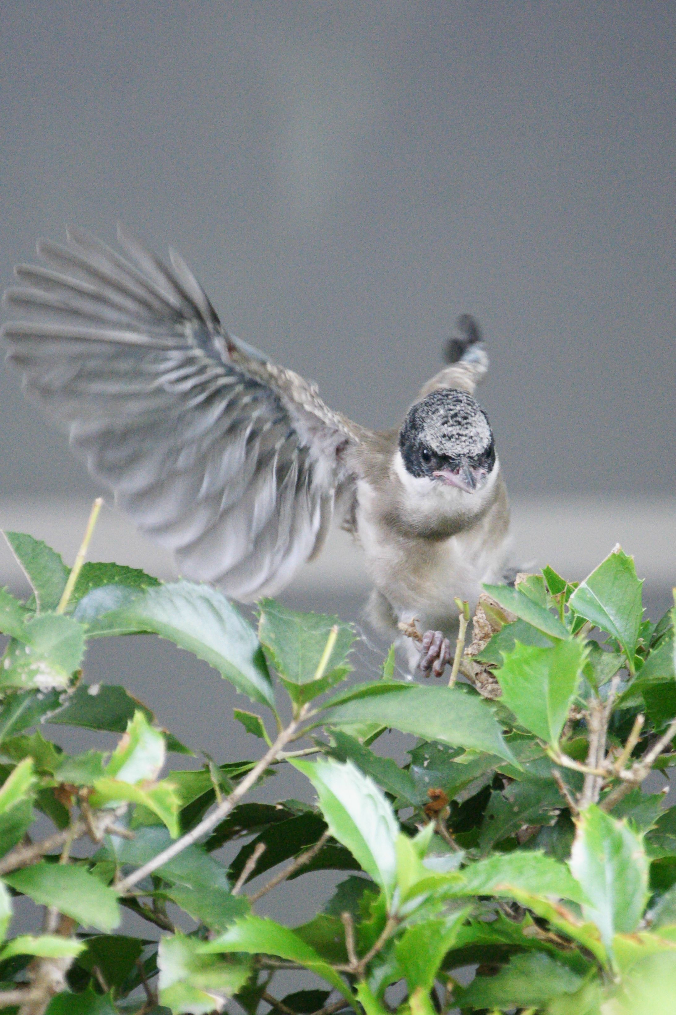 迷い込んできたオナガの雛 おさむさん Acafe Aの写真投稿サイト ソニー