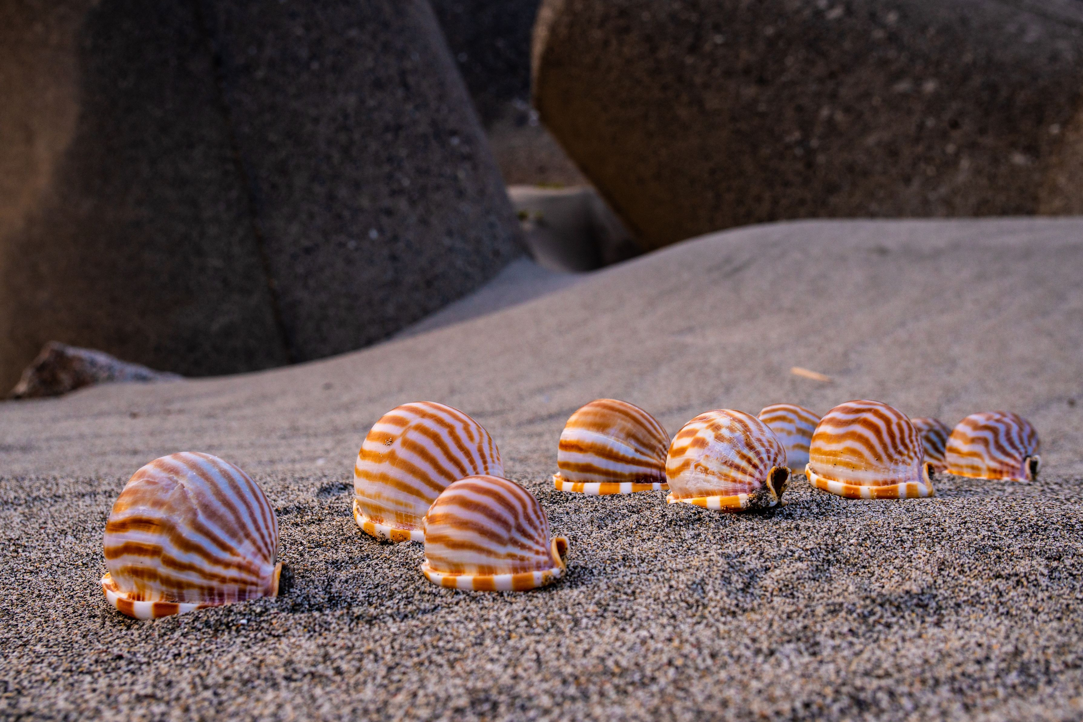 砂浜とシマシマ貝殻の列 Harupomさん Acafe Aの写真投稿サイト ソニー