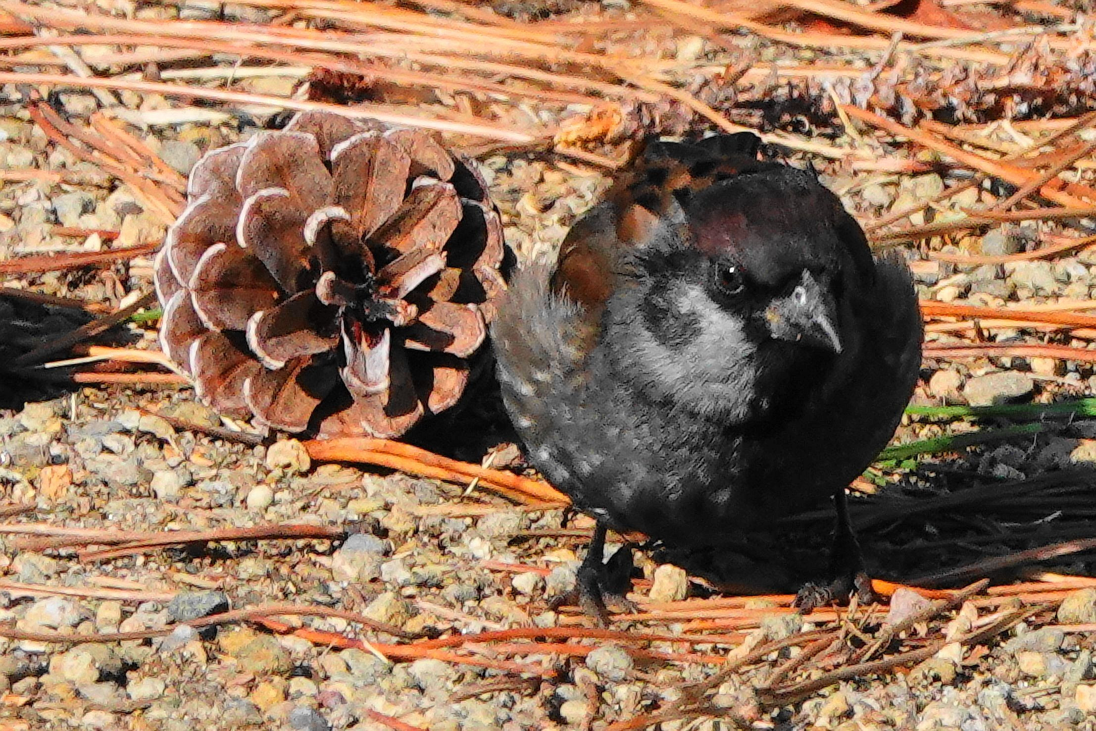 松ぼっくりより黒いでしょとメラニンが多い 黒いスズメ スーさんさん Acafe Aの写真投稿サイト ソニー 松ぼっくりより黒いでしょとメラニンが多い 黒いスズメ スーさんさん Acafe Aの写真投稿サイト ソニー