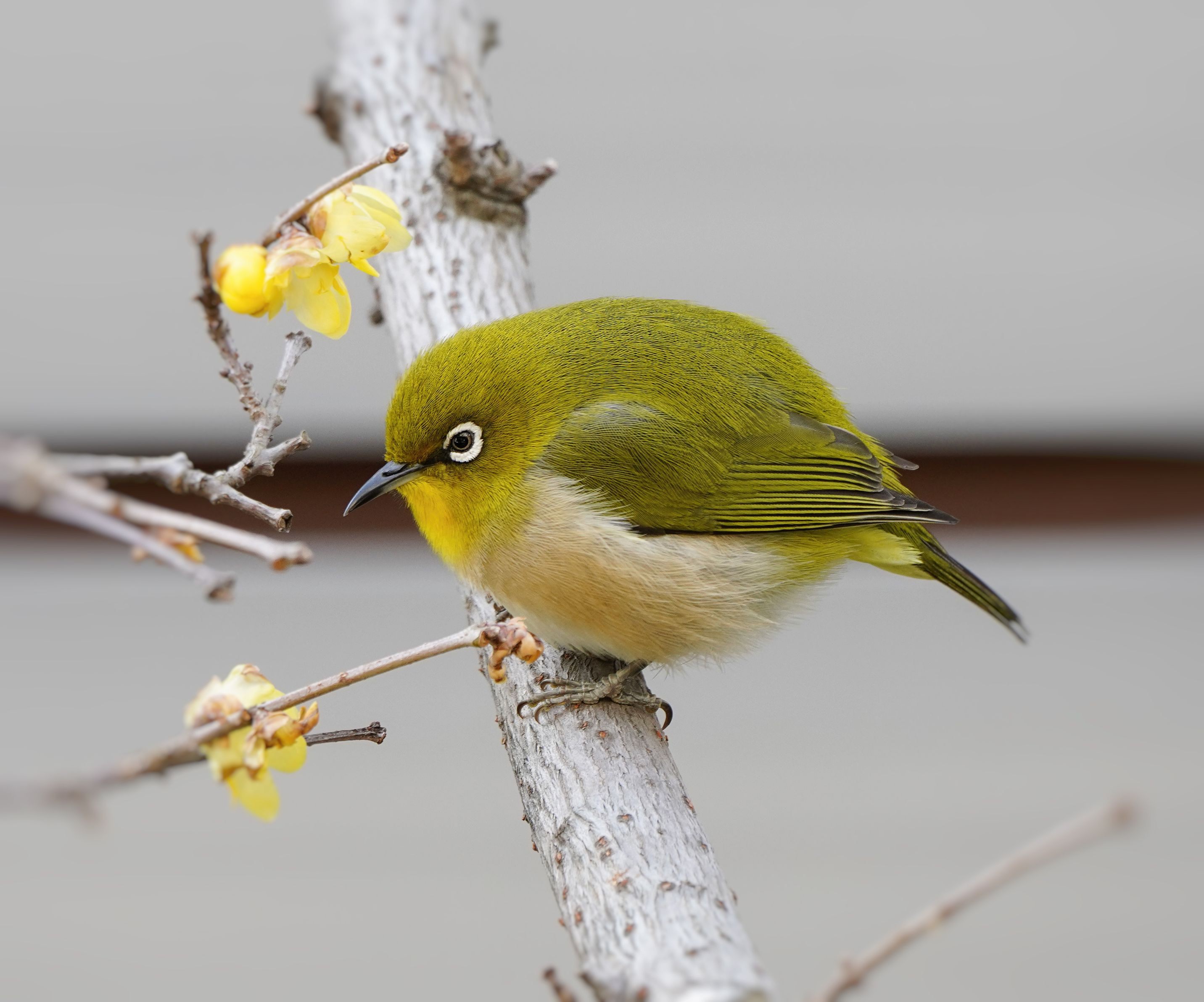 かわいい訪問者 メジロ君 メジロ Lovenatureさん Acafe Aの写真投稿サイト ソニー