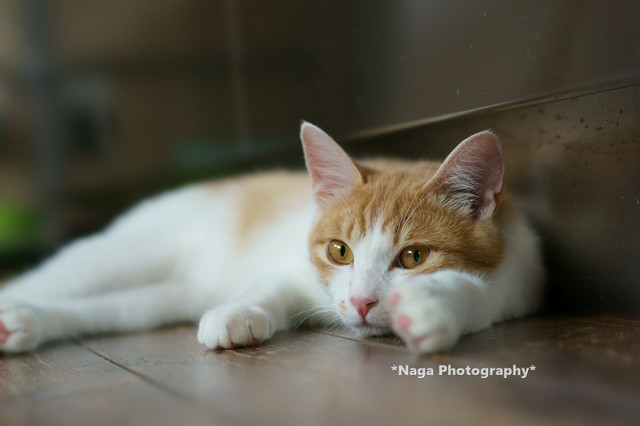 マルス カメラ目線猫 Nagaさん Acafe Aの写真投稿サイト ソニー