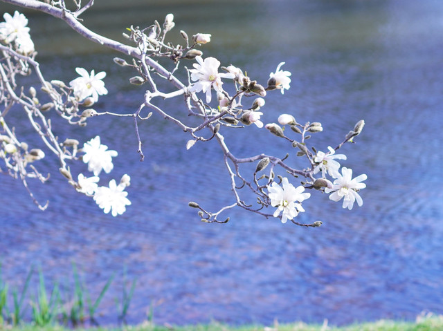 樹木咲く白い花 めぐちゃんさん Acafe Aの写真投稿サイト ソニー