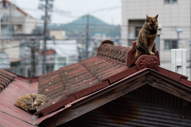 屋根の上の猫 Ngc Mさん Acafe Aの写真投稿サイト ソニー