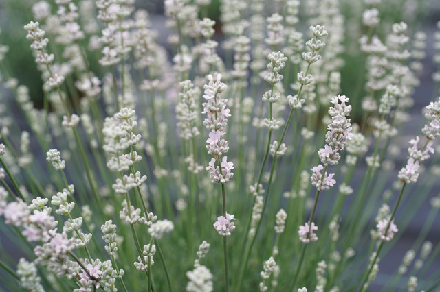 白いラベンダー 美郷雪華 美里町ラベンダー園 みのおやじさん Acafe Aの写真投稿サイト ソニー 白いラベンダー 美郷雪華 美里町ラベンダー園 みのおやじさん Acafe Aの写真投稿サイト ソニー