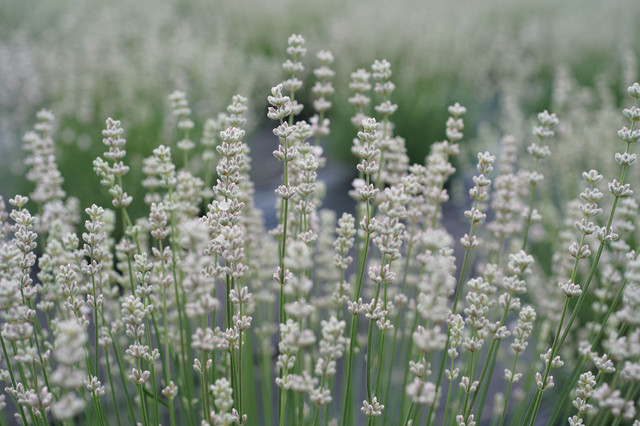 白いラベンダー 美郷雪華 美里町ラベンダー園 みのおやじさん Acafe Aの写真投稿サイト ソニー 白いラベンダー 美郷雪華 美里町ラベンダー園 みのおやじさん Acafe Aの写真投稿サイト ソニー