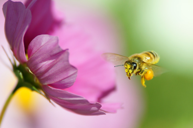 ミツバチのホバリング 張吉山さん Acafe Aの写真投稿サイト ソニー