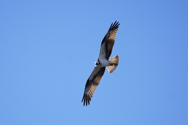 オスプレイ Osprey 和名はミサゴ 4wdさん Acafe Aの写真投稿サイト ソニー