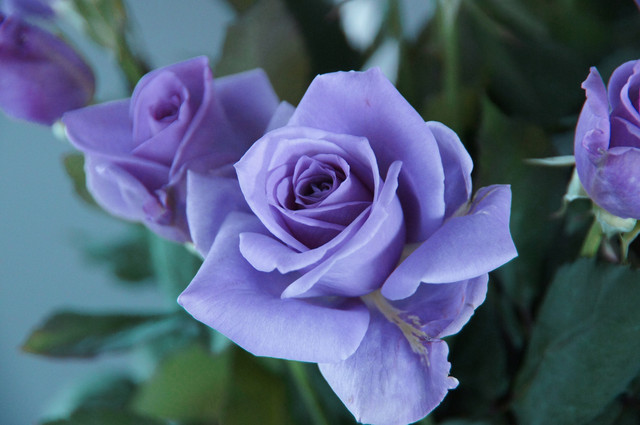 青いバラ アプローズ 花言葉は 夢かなう Onecolorさん Acafe Aの写真投稿サイト ソニー