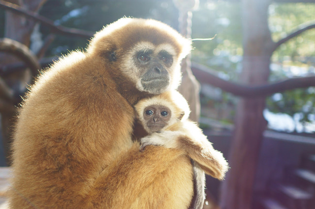 白手手長猿親子 雪煙さん Acafe Aの写真投稿サイト ソニー