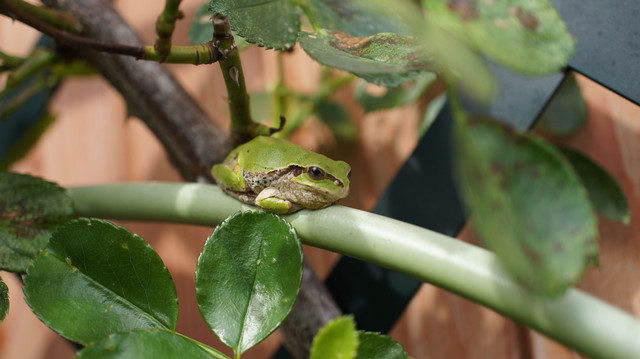 家の裏によく出るカエル君 まぁさん Acafe Aの写真投稿サイト ソニー