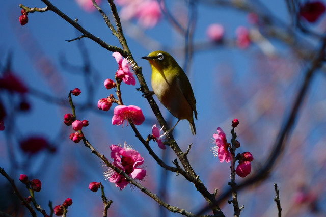 梅の花とメジロ のんほいgさん Acafe Aの写真投稿サイト ソニー
