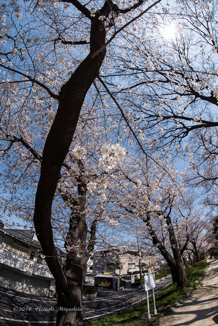玉川上水第二公園散策 さんさん Acafe Aの写真投稿サイト ソニー