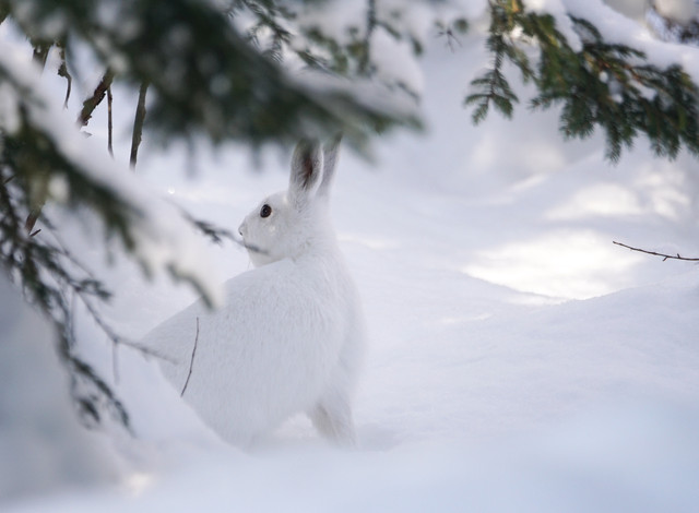 ユキウサギ探し のなとさん Acafe Aの写真投稿サイト ソニー