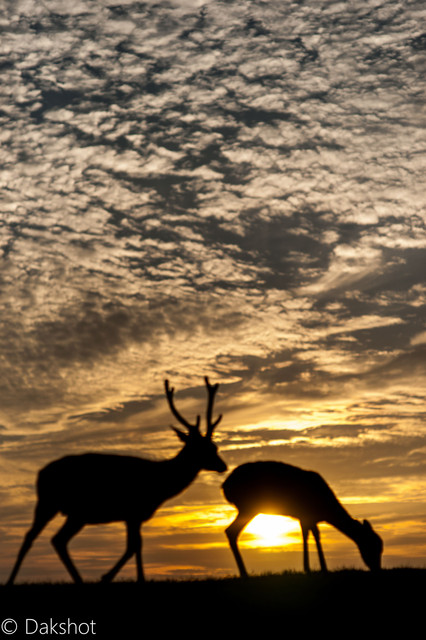 美し過ぎる鹿のシルエット Dakさん Acafe Aの写真投稿サイト ソニー