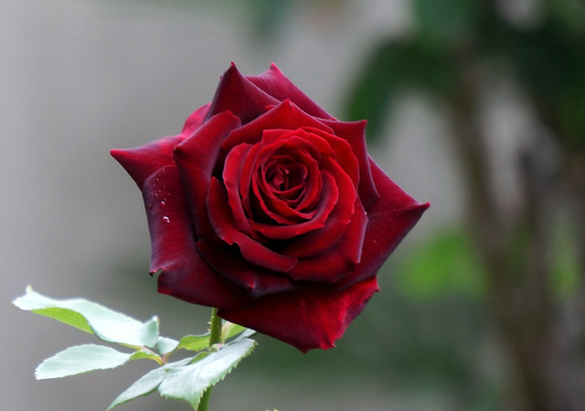 バラ 黒真珠 花好き爺さんさん Acafe Aの写真投稿サイト ソニー