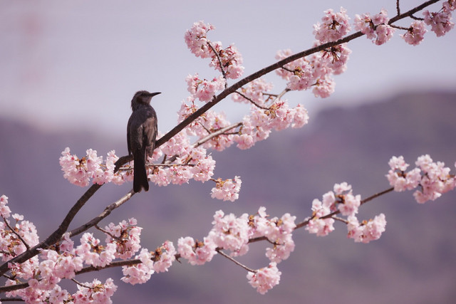 ヒヨドリだって可愛い ゆきちゃんさん Acafe Aの写真投稿サイト ソニー