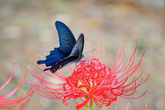 Afで 連写で 黒蝶と彼岸花 その1 おにぎりさん Acafe Aの写真投稿サイト ソニー