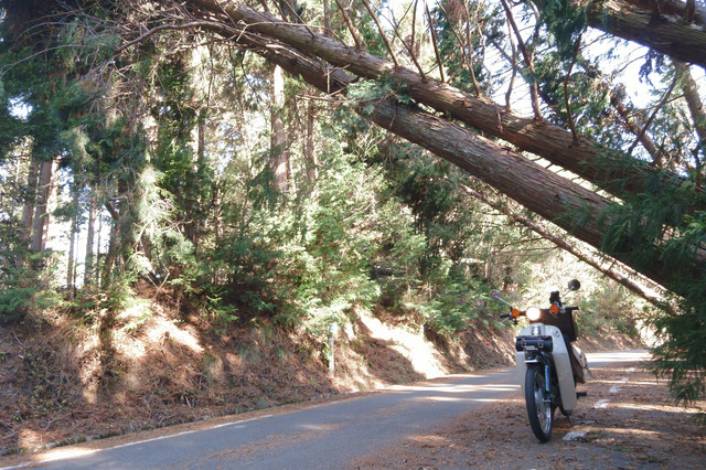 おいしげるきぎのとんねるぅわぁぁー アメさん Acafe Aの写真投稿サイト ソニー