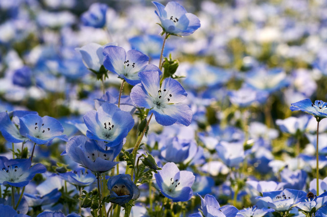 瑠璃唐草 学名 Nemophila Menziesii Hiroakiさん Acafe Aの写真投稿サイト ソニー