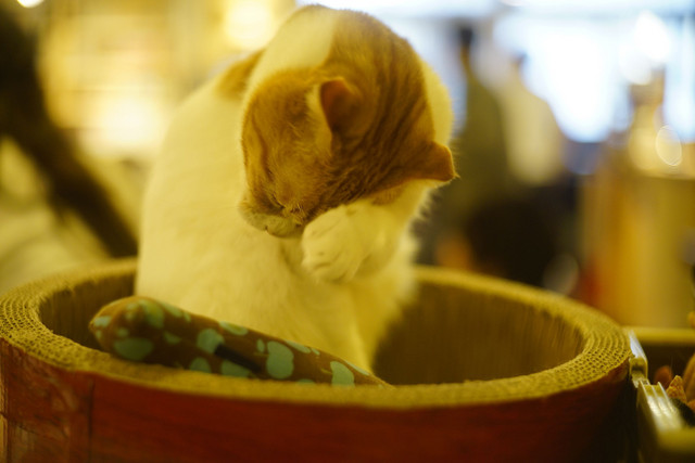 猫の居る休憩所299 の猫たち 4 Egさん Acafe Aの写真投稿サイト ソニー