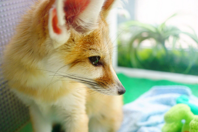 横顔美人 にゅん助さん Acafe Aの写真投稿サイト ソニー