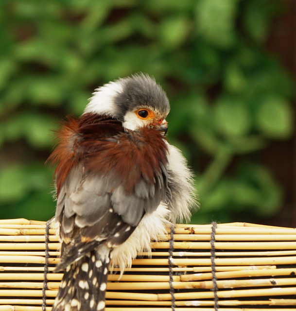 小柄ですが ハヤブサです Asatokiさん Acafe Aの写真投稿サイト ソニー
