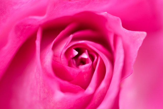 薔薇開花 Masaさん Acafe Aの写真投稿サイト ソニー