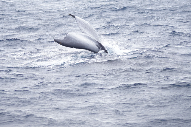 クジラの尻尾 Udaudaさん Acafe Aの写真投稿サイト ソニー