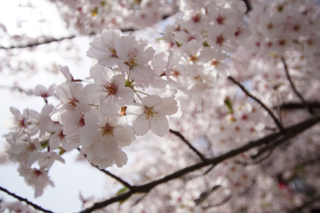 桜を透過光で Udaudaさん Acafe Aの写真投稿サイト ソニー