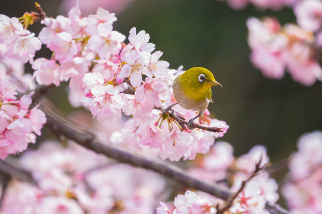 春の景色は メジロ色 ひなたけさん Acafe Aの写真投稿サイト ソニー