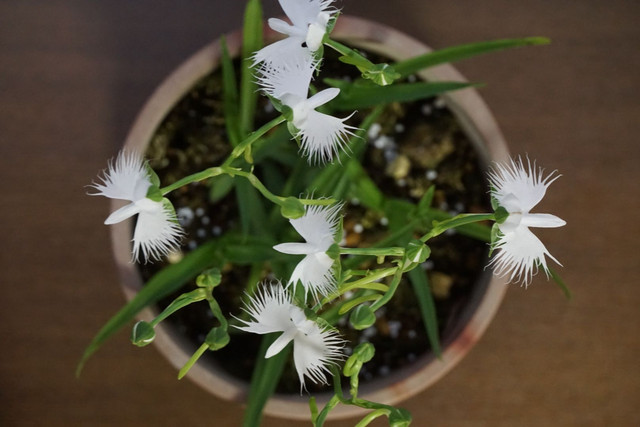 鳥のような花 Chosさん Acafe Aの写真投稿サイト ソニー