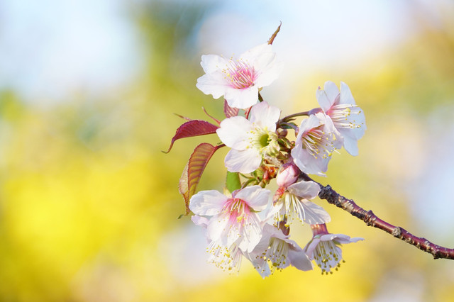 ヒマラヤ桜と鳥さんたち Tomoさん Acafe Aの写真投稿サイト ソニー