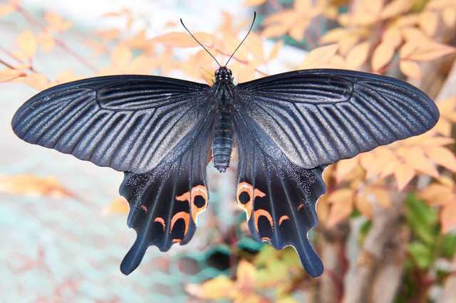 アゲハ蝶の羽化 やまと ほしとさん Acafe Aの写真投稿サイト ソニー