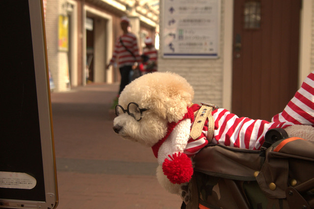 ウォーリー犬 Guri3さん Acafe Aの写真投稿サイト ソニー