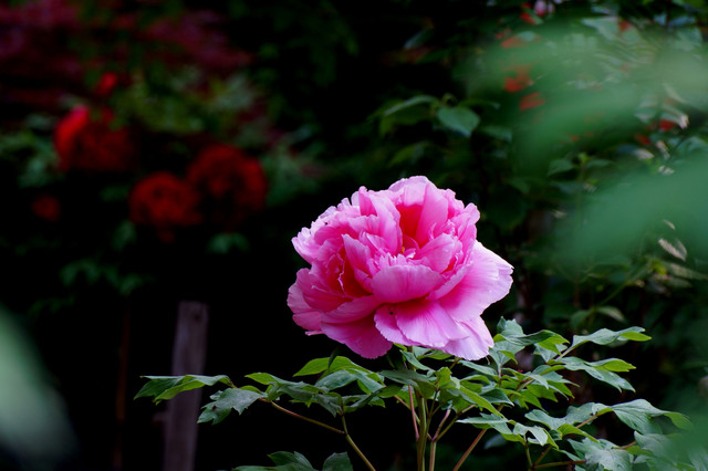 牡丹の季節 Tokorojinさん Acafe Aの写真投稿サイト ソニー