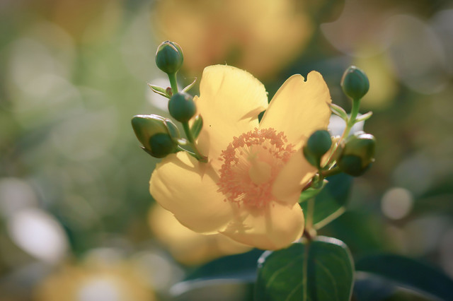 ヒペリカム ヒドコート Sophiaさん Acafe Aの写真投稿サイト ソニー