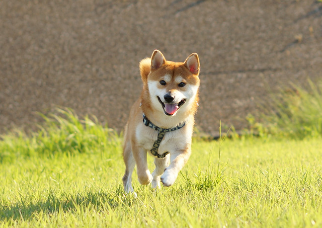 君が笑ってる時 僕も笑ってる かんちさん Acafe Aの写真投稿サイト ソニー