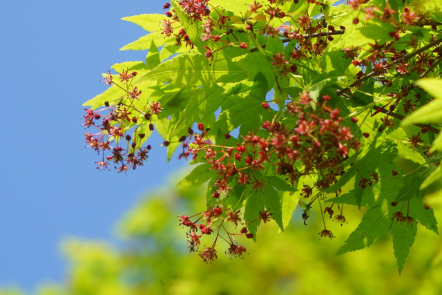 もみじの花 Yamanyanさん Acafe Aの写真投稿サイト ソニー