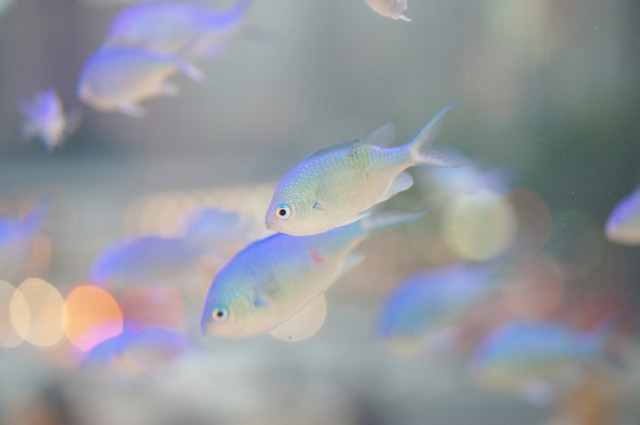 美ら海の可愛いお魚 夢のよう Marianさん Acafe Aの写真投稿サイト