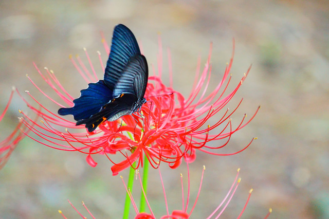 Afで 連写で 黒蝶と彼岸花 その1 おにぎりさん Acafe Aの写真投稿サイト ソニー