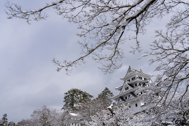 雪桜とお城 郡上八幡 たそがれaさん Acafe Aの写真投稿サイト ソニー 雪桜とお城 郡上八幡 たそがれaさん Acafe Aの写真投稿サイト ソニー