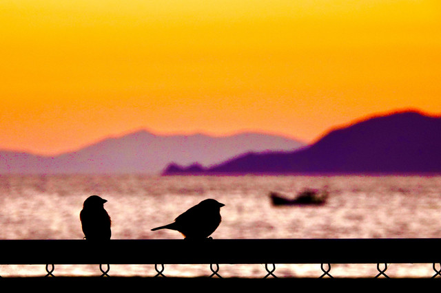 海辺の仲良し Eiji Kさん Acafe Aの写真投稿サイト ソニー