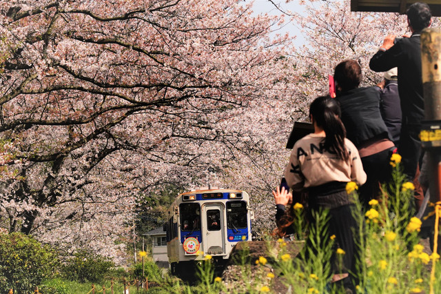 桜の駅 松浦鉄道 浦ノ崎 森のおじさんさん Acafe Aの写真投稿サイト ソニー