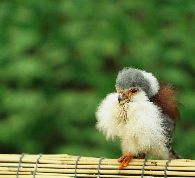 小柄ですが ハヤブサです Asatokiさん Acafe Aの写真投稿サイト ソニー